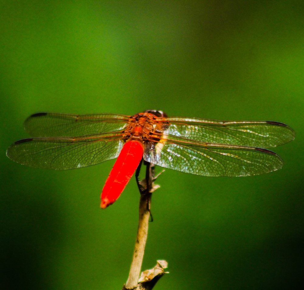 Photograph by Jesus Santamaría