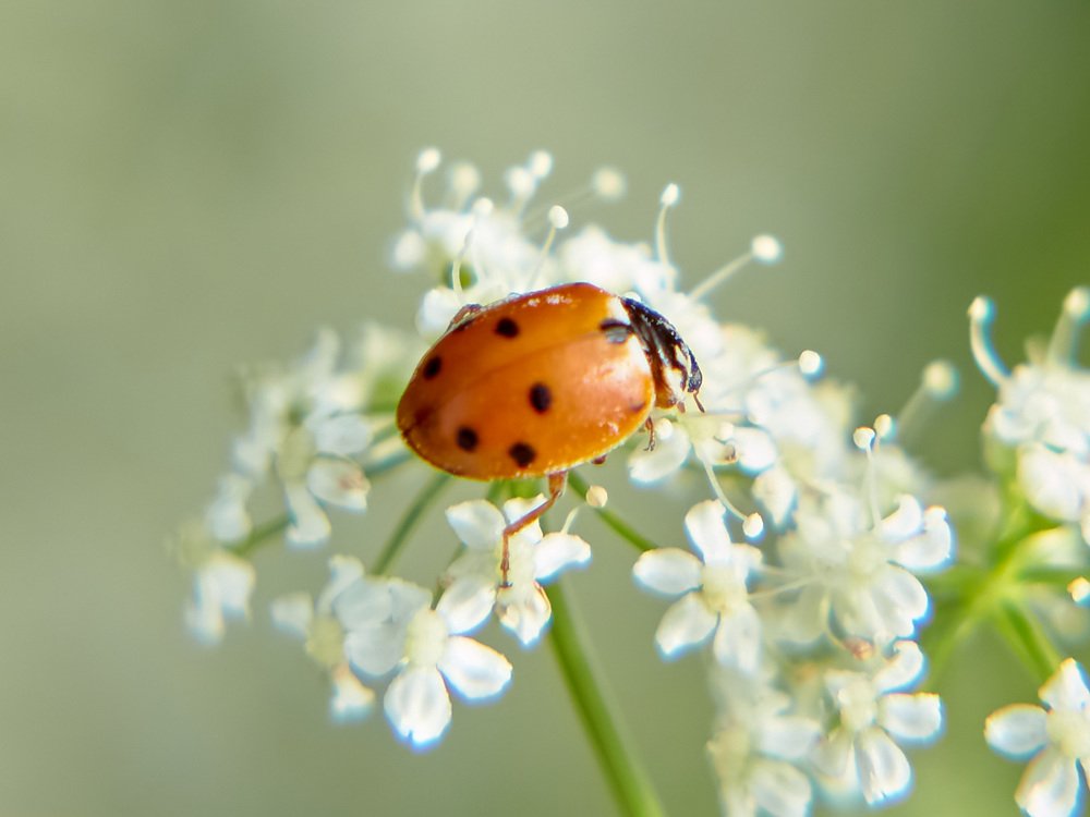 Photograph by Елена Мормоль