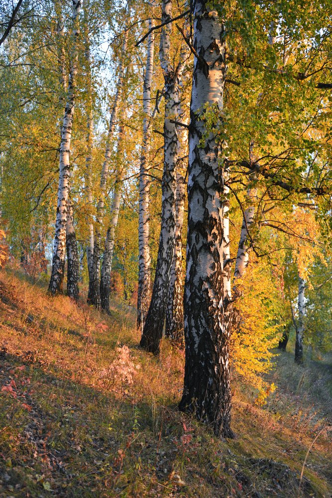 В вечернем свете осени