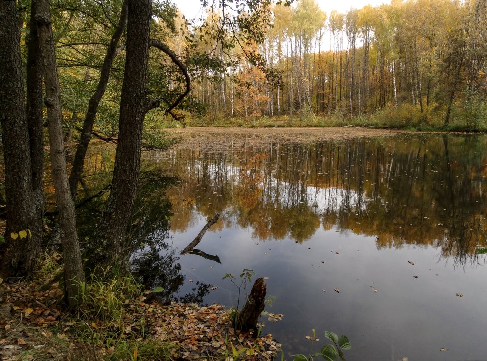 Отражение осени.