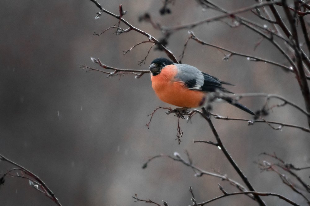 Фотография автора Аделя Пустовая
