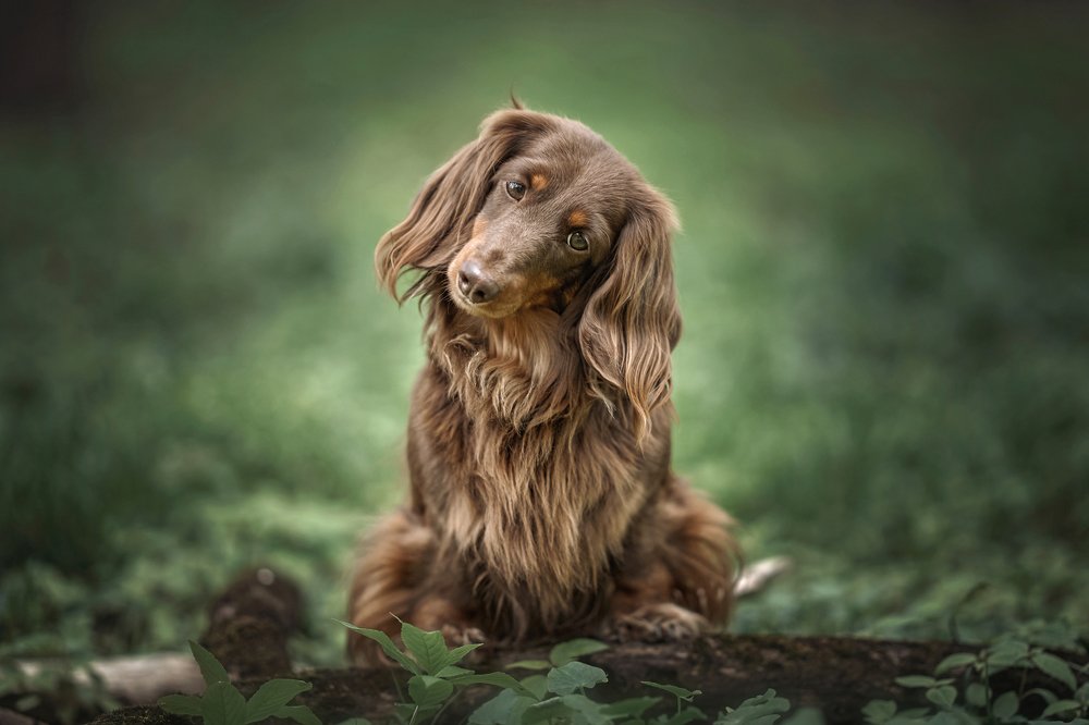 Photograph by Дарья Базарнова