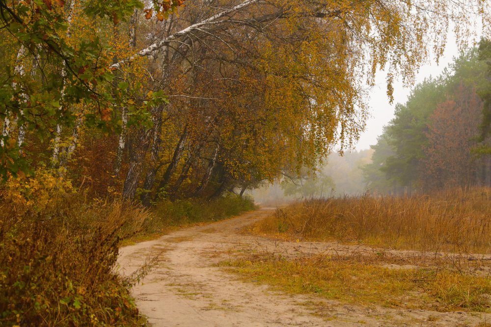 Золотые осенние дни
