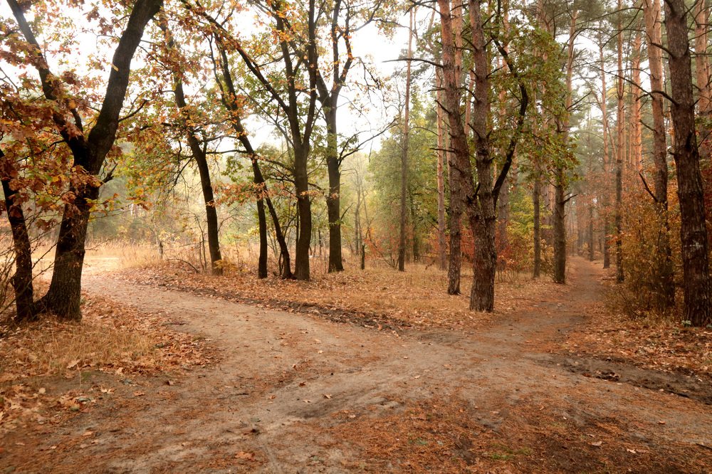 Лесные пути - перепутья