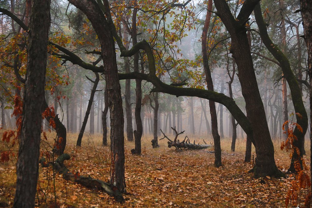 Раннее утро, Розовый туман