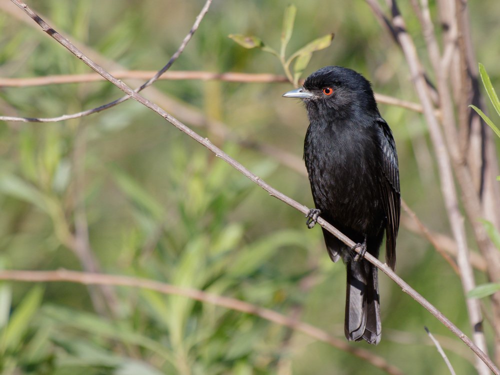 Viudita pico celeste