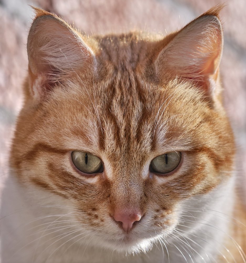 Photograph by Dmitry K