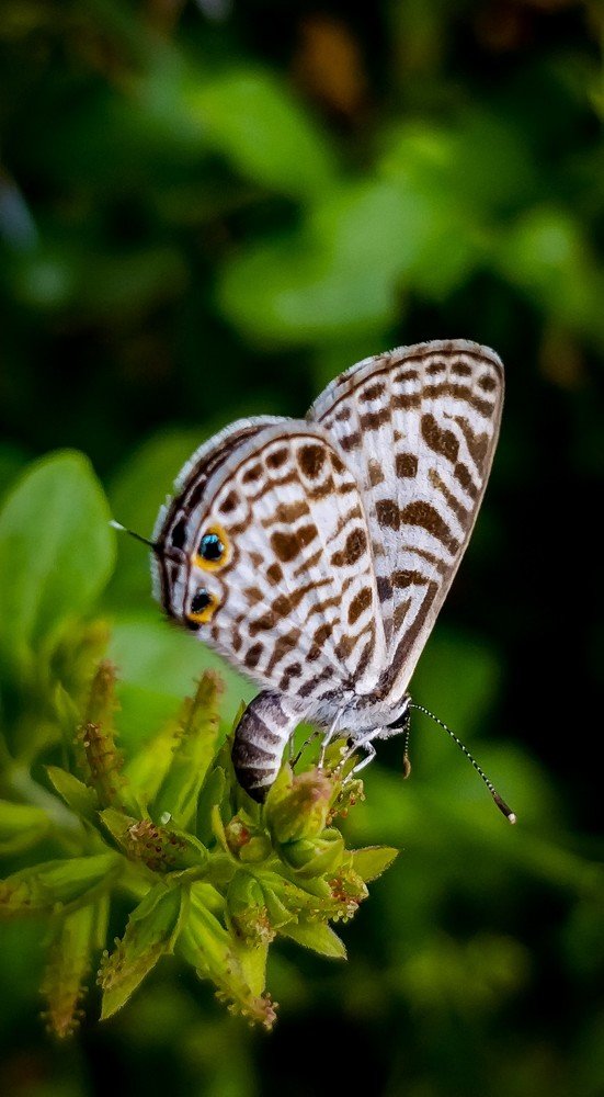 Photograph by Jaspreet Singh