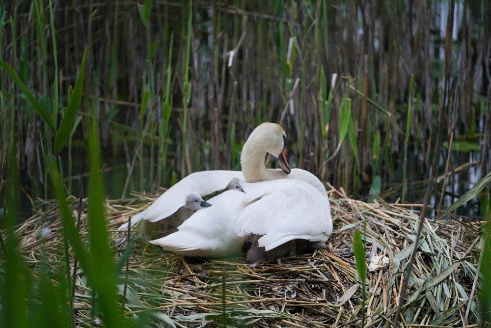 Фотография автора Надежна Пожитонова