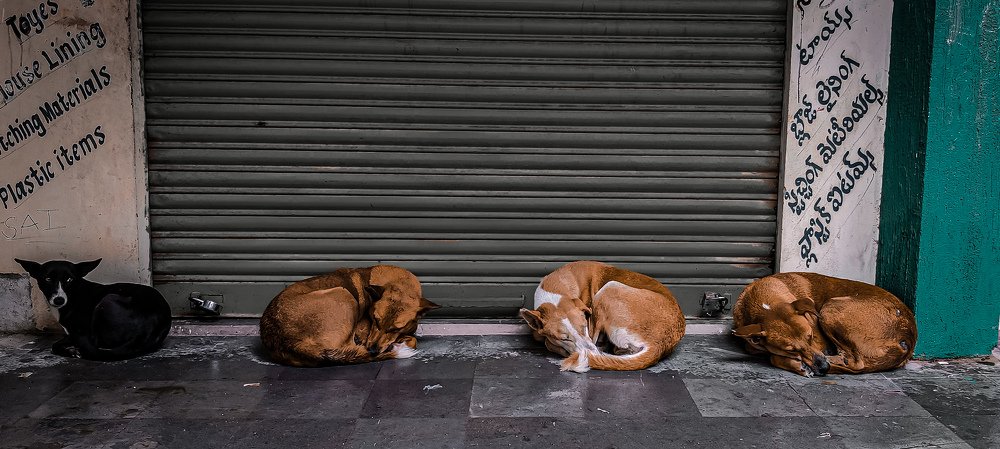 Street dogs
