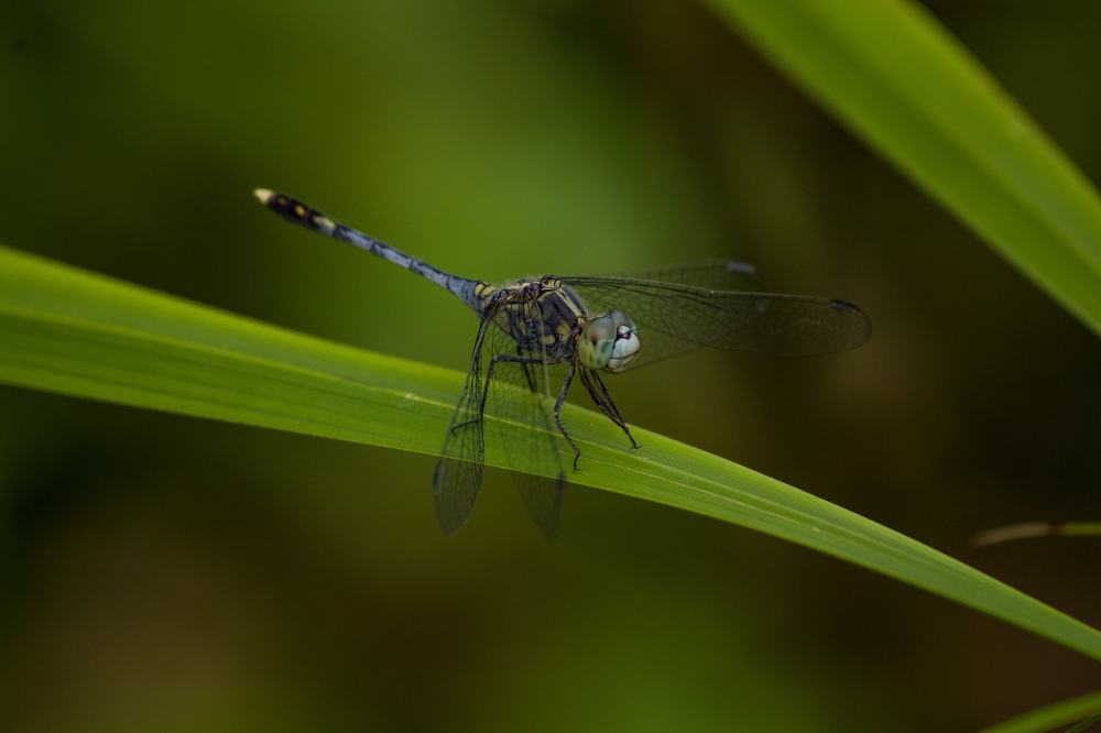 Photograph by Jaspreet Singh