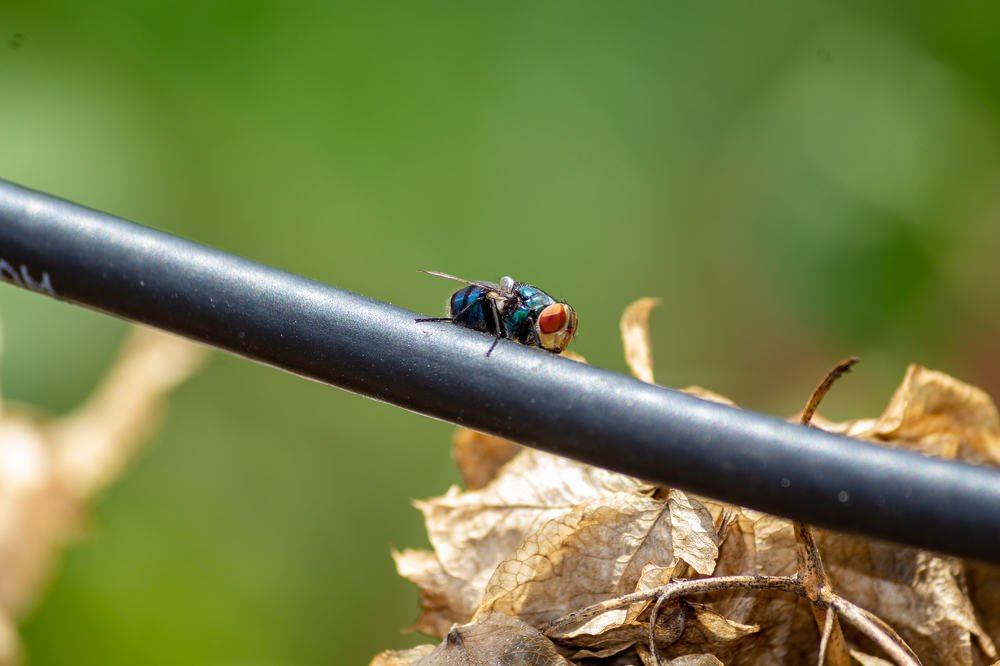 Photograph by Jaspreet Singh