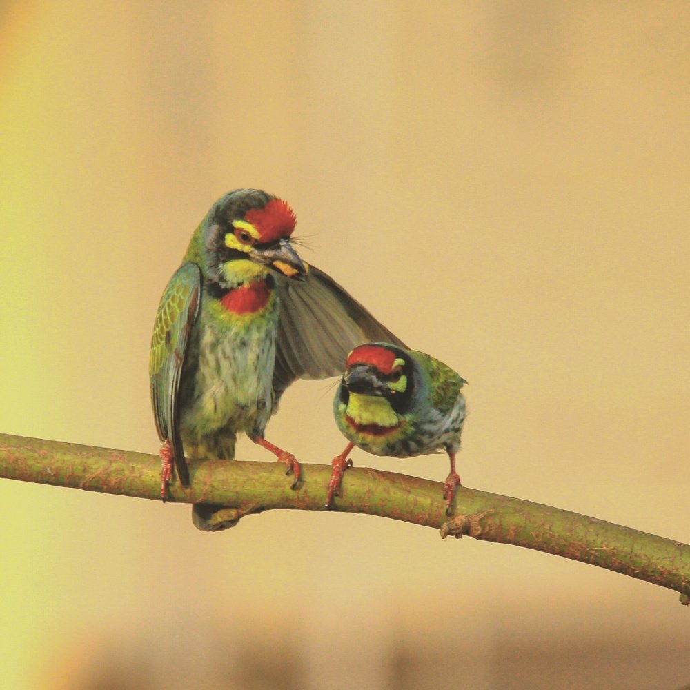 Photograph by Pratik Sagri