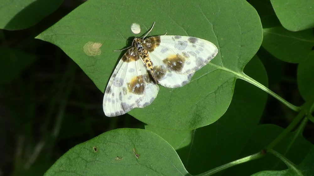 Photograph by Ирина Степановна Азаренкова