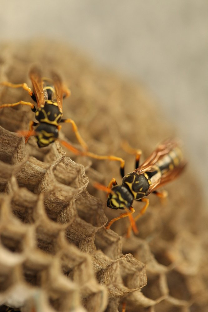 Photograph by Владимир Ясюкевич