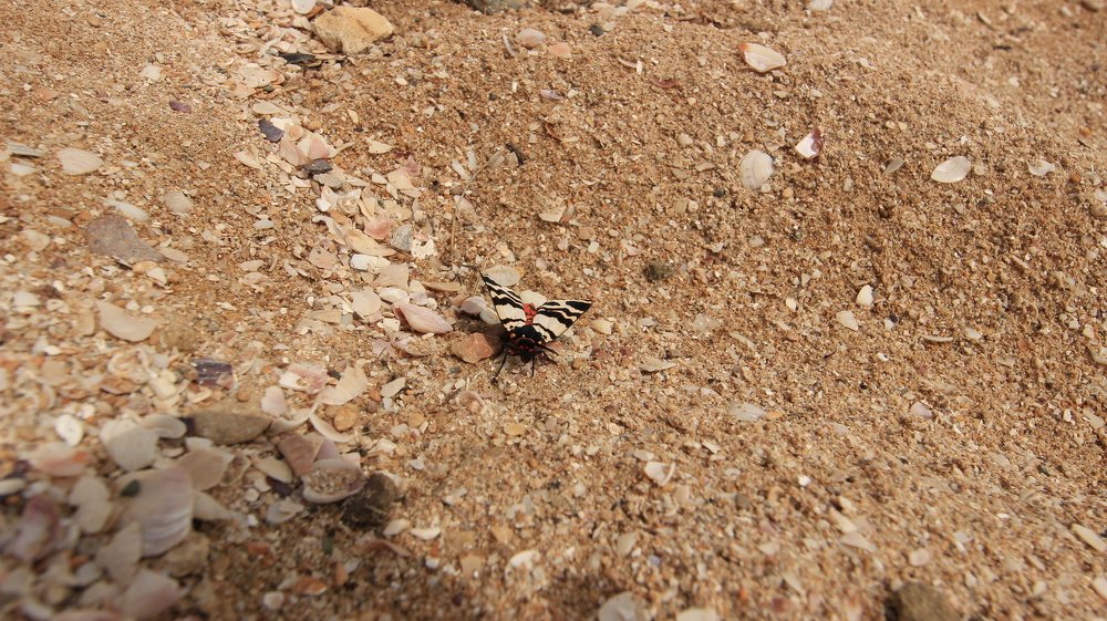 Photograph by Владимир Ясюкевич