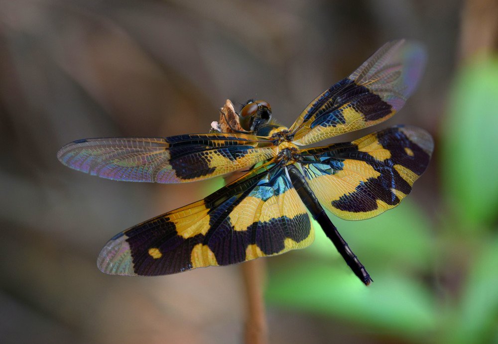 Photograph by pradeep mohanty