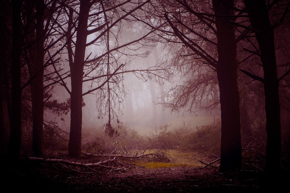 Photograph by Tamara Smekhova