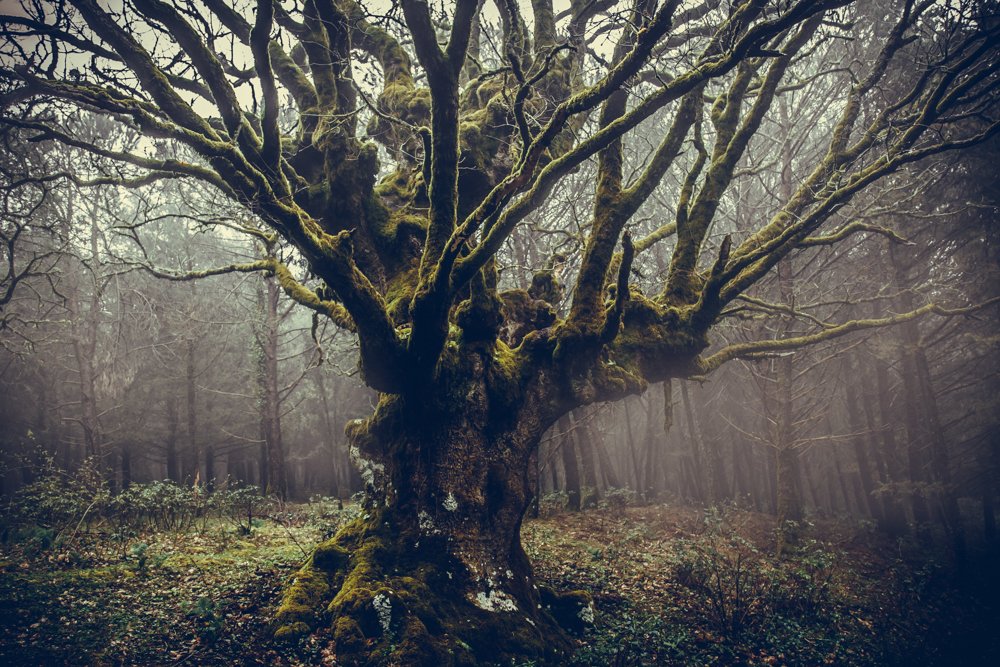 Photograph by Tamara Smekhova