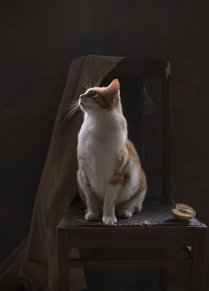 Фотография автора Коршак Елена