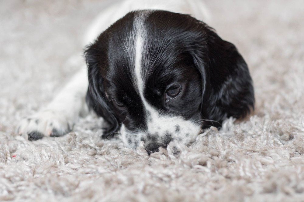 Photograph by Евгения Журавлёва