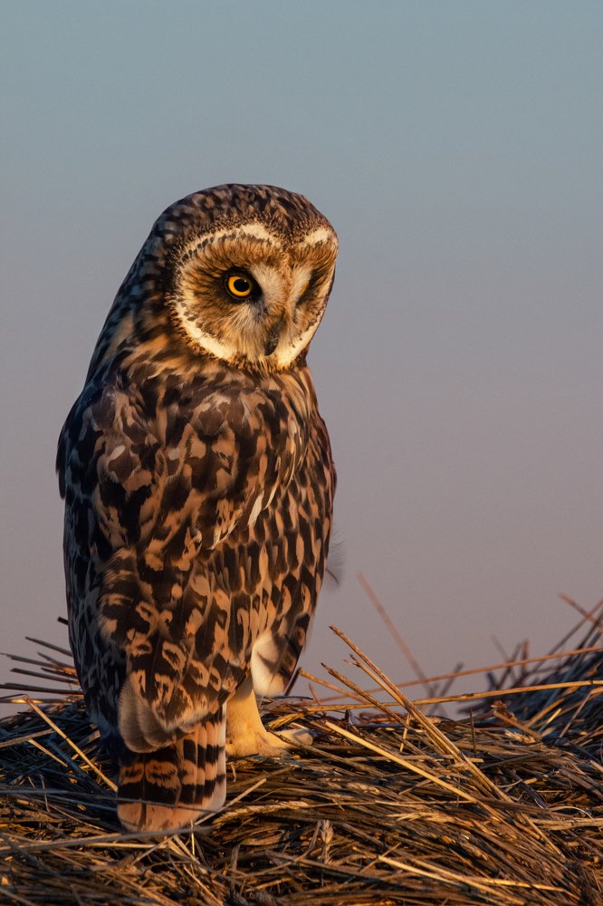 Фотография автора Татьяна Ливеровская