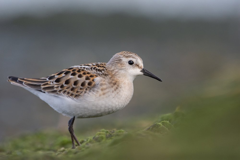 Фотография автора Татьяна Ливеровская