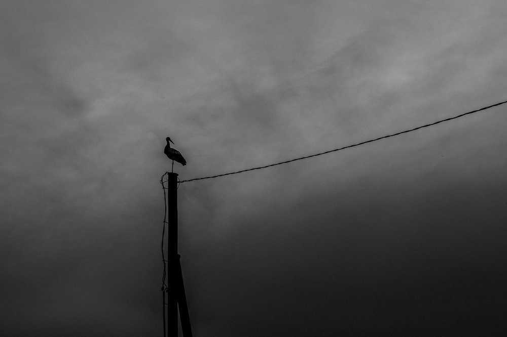 Аист на электрическом столбе.