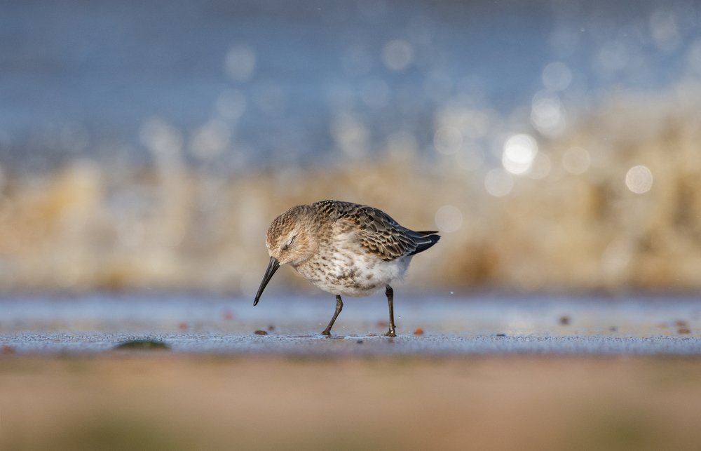Фотография автора Татьяна Ливеровская