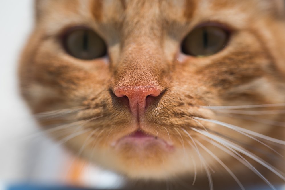 Photograph by Alla Matrosova