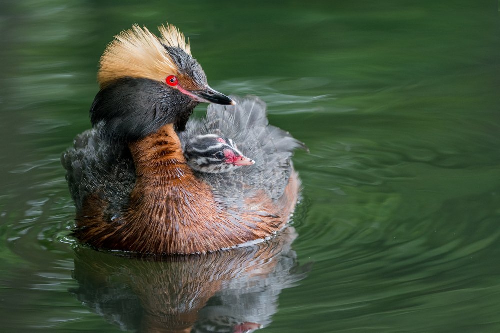 В ожидании отца с рыбкой