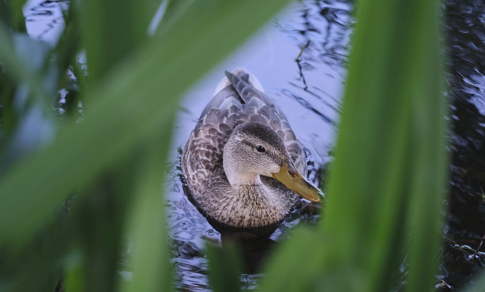 Photograph by Dmitry K