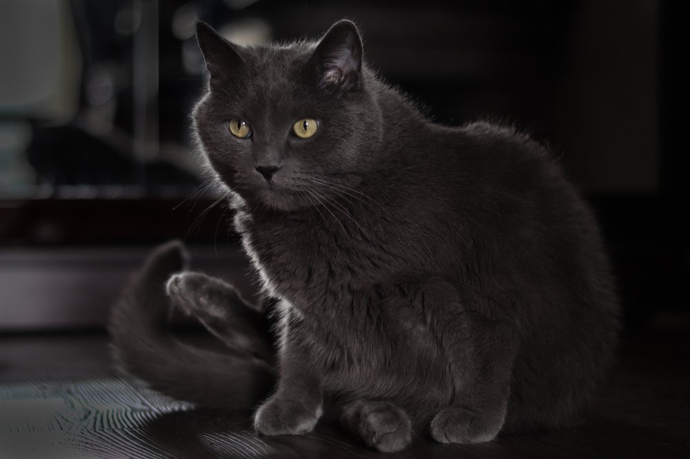 Фотография автора Ирина Рябчикова