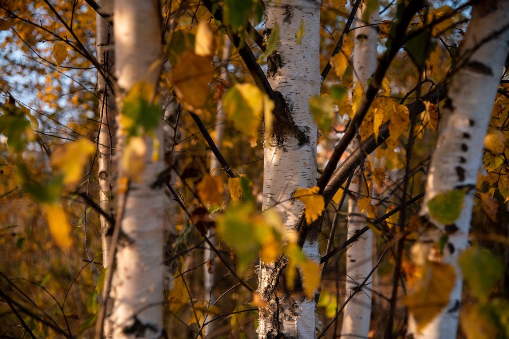 Фотография автора Дмитрий Войнов