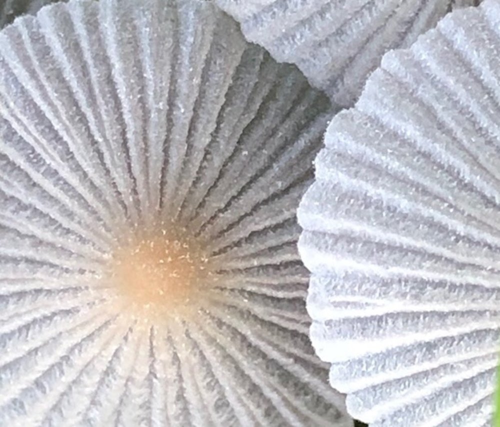 Photograph by Маргарита Венсил.