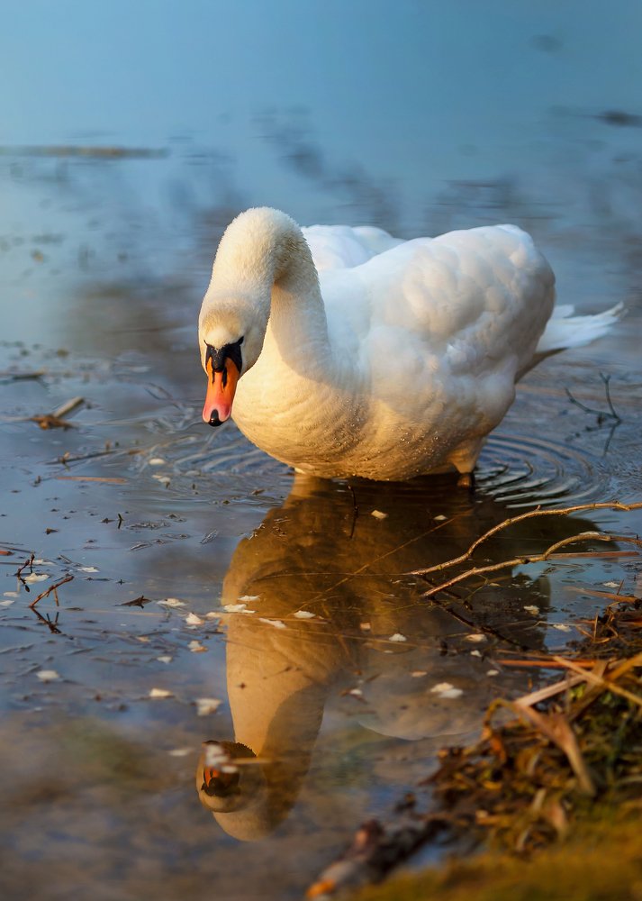 Photograph by Ирина Горюкина