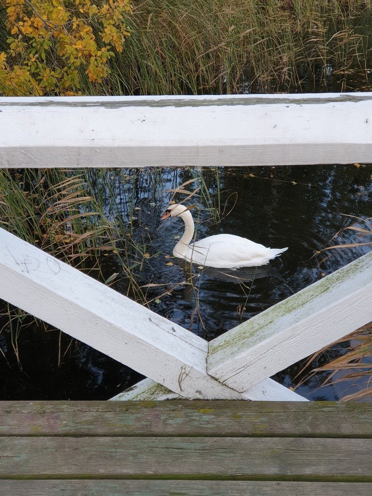 swan in the triangle