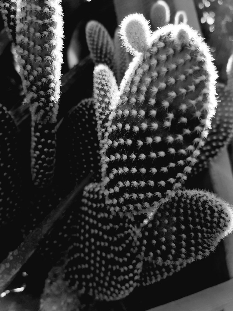 Photograph by Antonina Geçkil