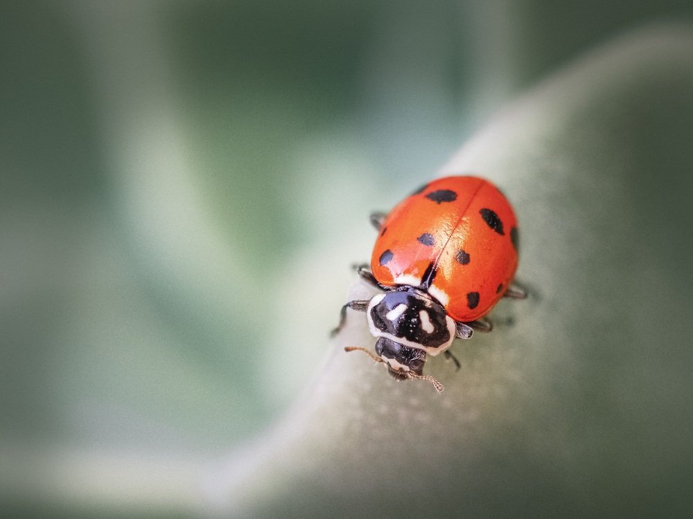 Photograph by Everson Carvalho