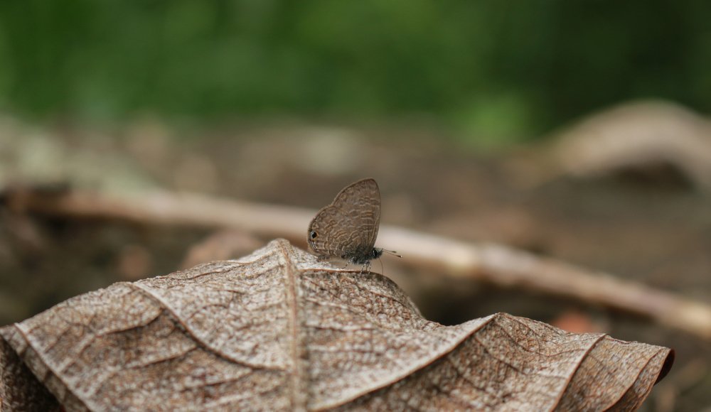 Photograph by Prabath Mihiran Rodrigo Witharanage