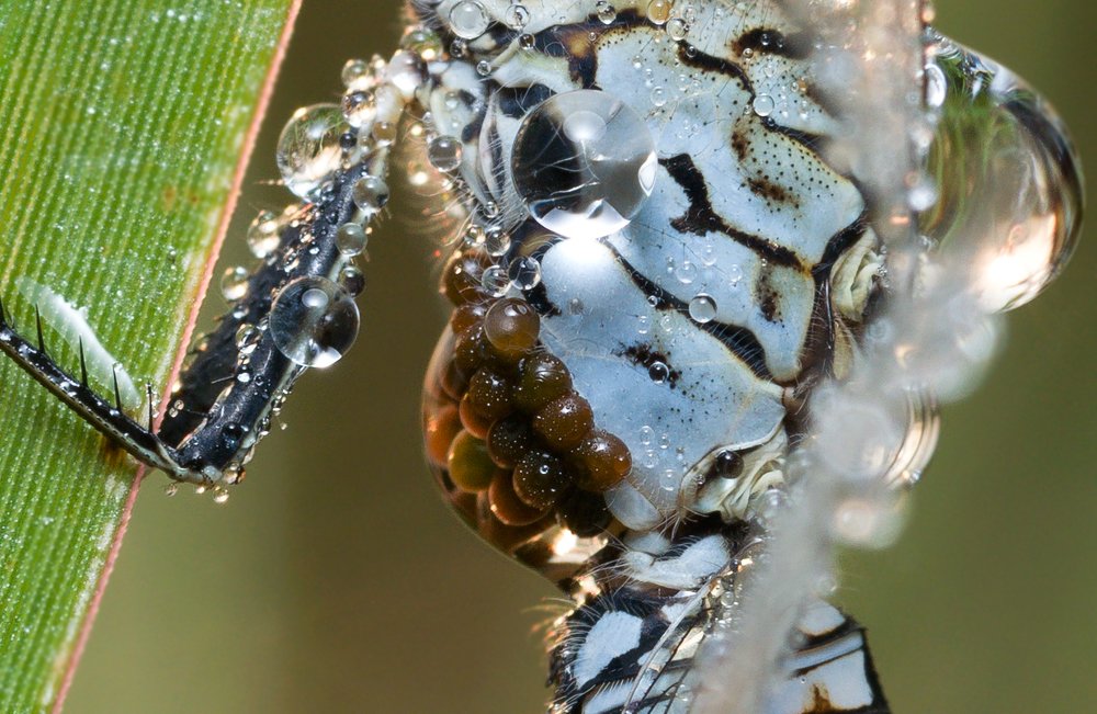 Photograph by Manojit Mallick