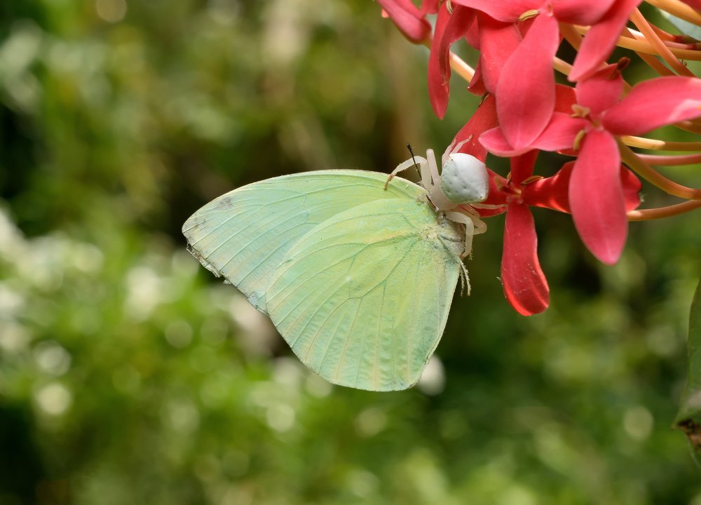 Photograph by Manojit Mallick