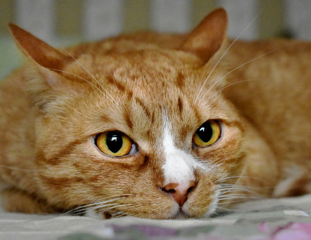 Василий в раздумьях.