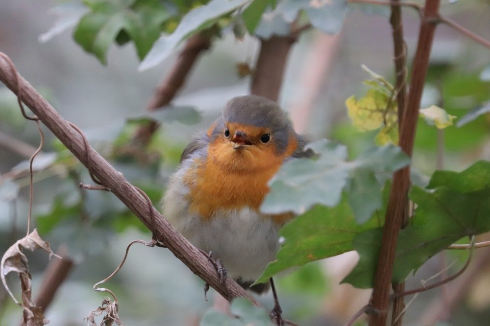 Птичка песенку поет