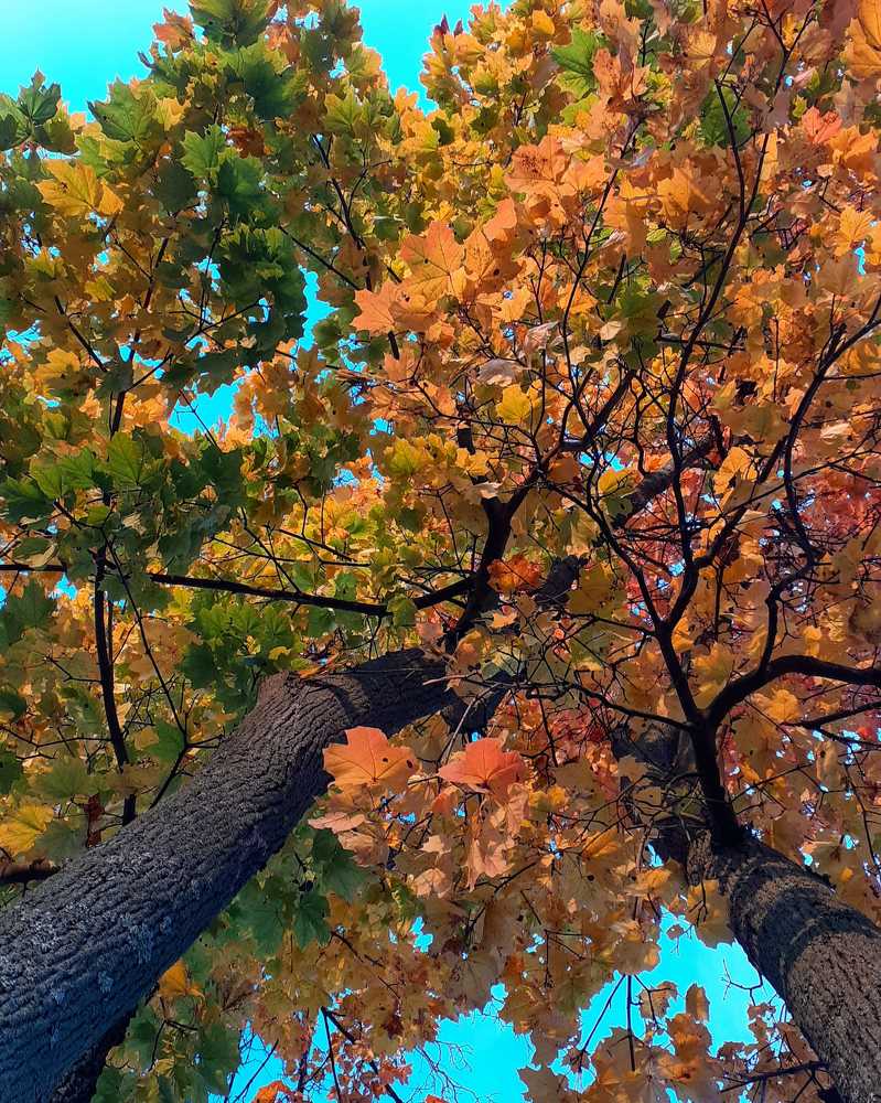 autumn leaves (осенние листья)
