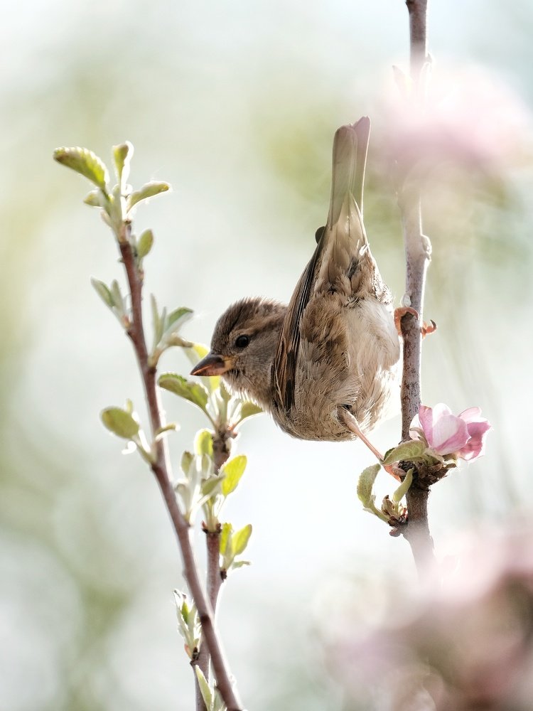 Photograph by Ján Šedivý