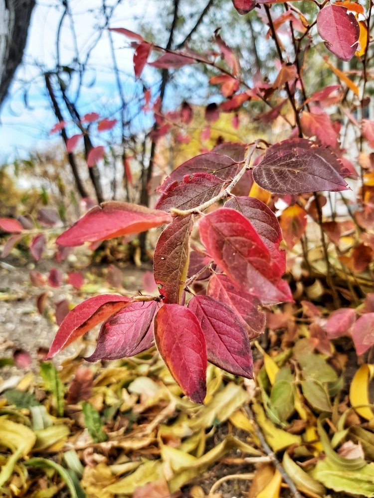 Осенняя мелодия