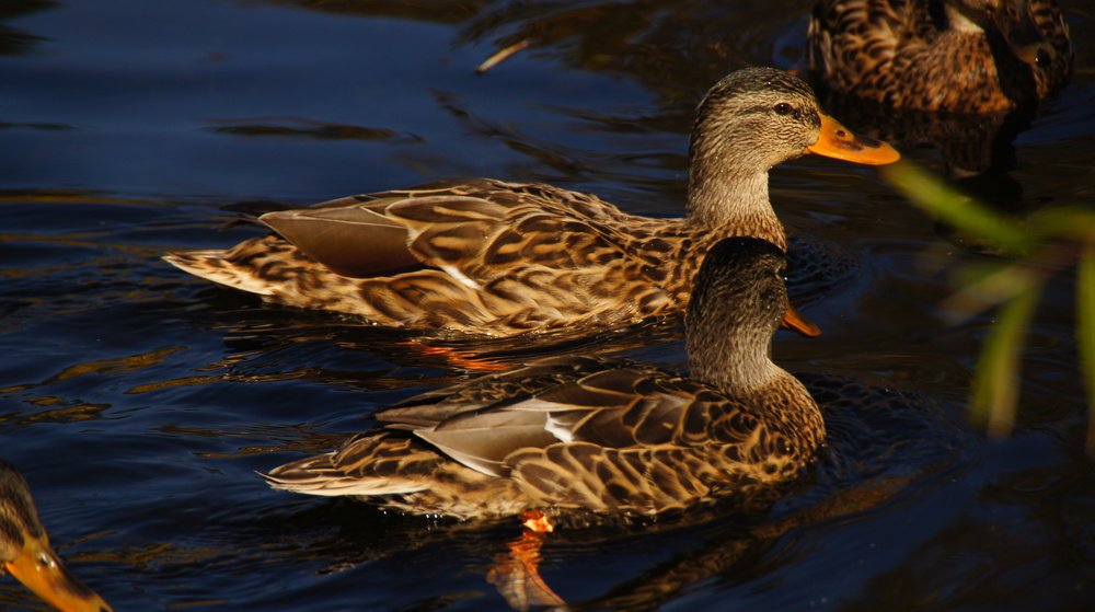 Photograph by Агния Жагрова