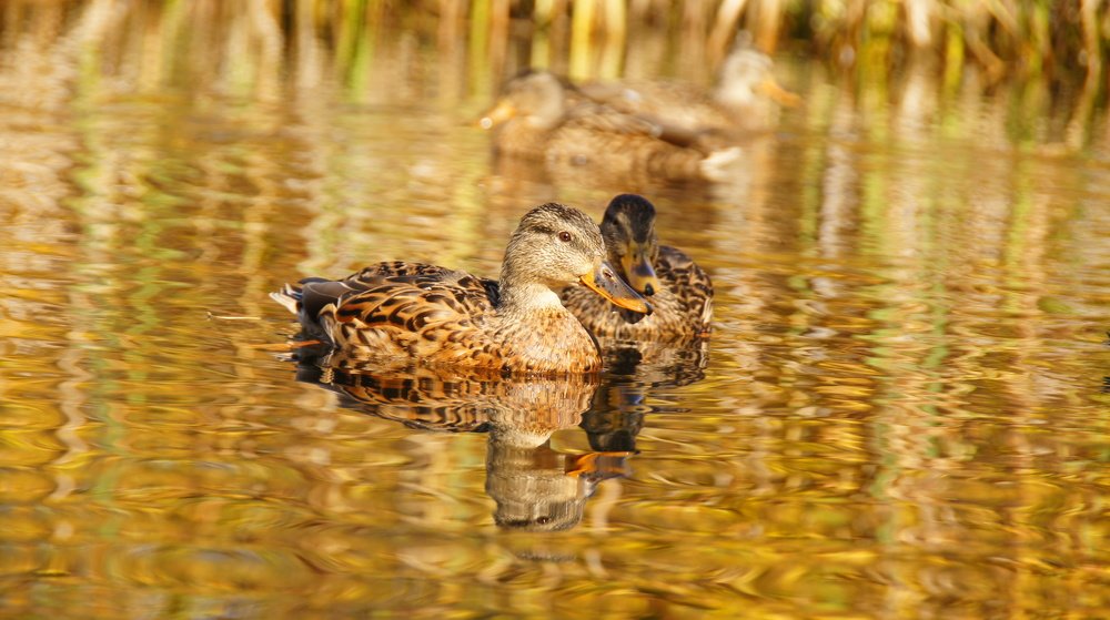 Photograph by Агния Жагрова