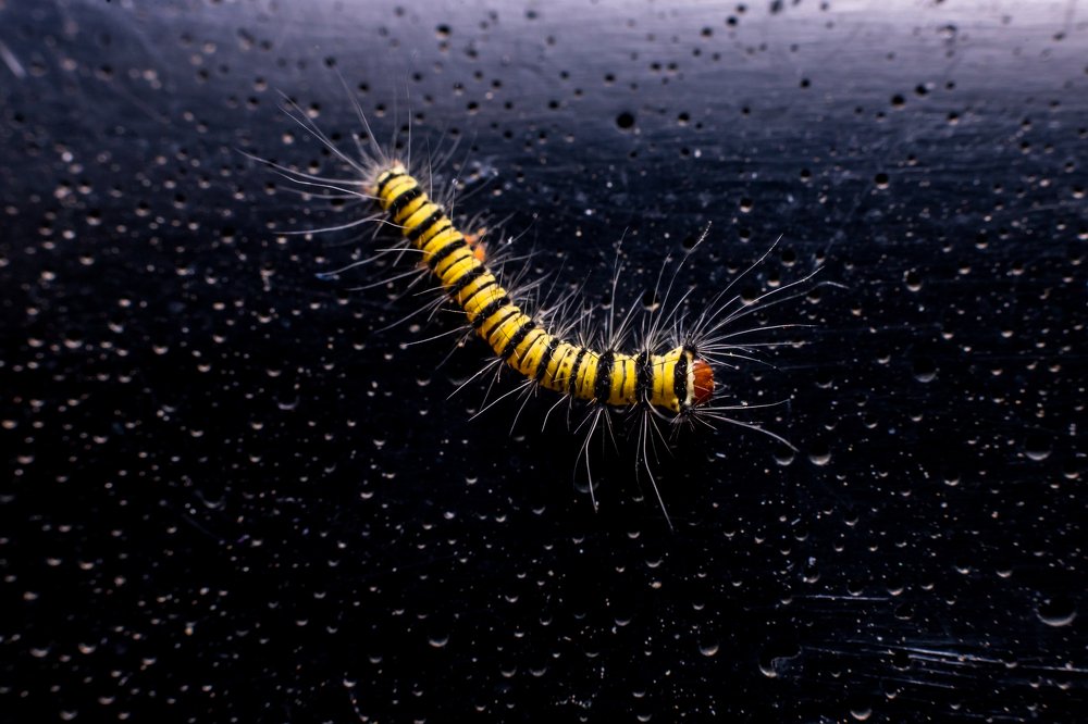 Photograph by Tshetsholo Naro